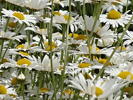 鮮花,margarithen,草地