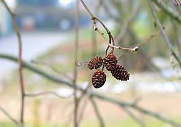 alder,在法院的,性質(zhì)