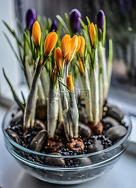 番紅花,鍋,春