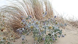 海灘,夏季,砂