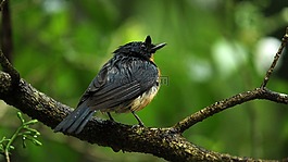 鳥,自然,野生動(dòng)物