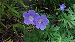 tr?dg?rdsn?va,花園,花卉