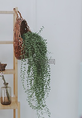 清新,家居,植物