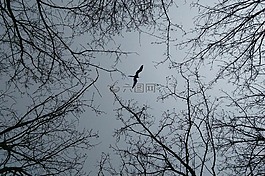 樹枝,仰視,飛鳥