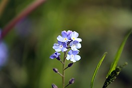 紫罗兰色,花,草地