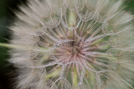 花,鮮花,性質(zhì)
