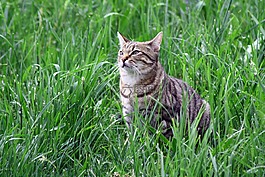 猫,tigerli,虎