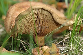 蘑菇,草,秋