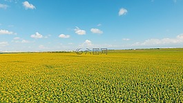 向日葵,無人機(jī),天空