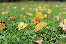 葉子,草,秋