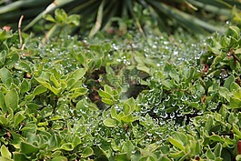 水,蜘蛛網(wǎng),絲綢