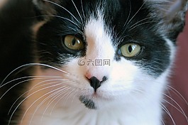 貓,基蒂,貓的