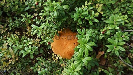 蘑菇,牛肝菌,天然營養保健品