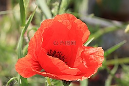 花,鮮花,性質(zhì)