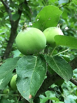 蘋果,春,綠色