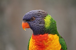 鳥,野生動物,澳大利亞鳥