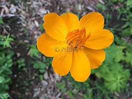 花,橙色,開花