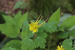 黃色,黃色花,花