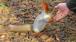 松鼠,動物,性質(zhì)