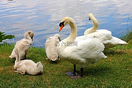 天鵝,鳥(niǎo),性質(zhì)