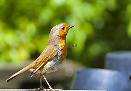 知更鳥(niǎo),redbreast,鳥(niǎo)
