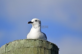 海鷗,鳥(niǎo),禽