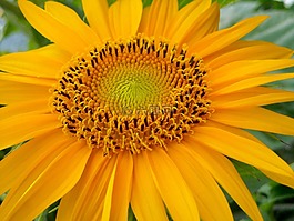 向日葵,花,夏季