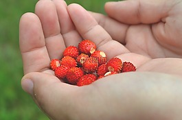 漿果,食品,水果