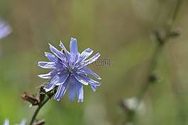 花,鮮花,性質(zhì)
