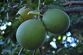 柚子,水果,酸性水果