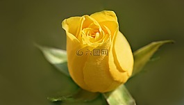 玫瑰,花,開花