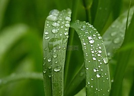 綠色,草,自然