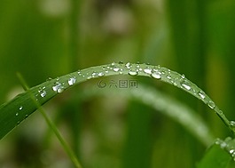 綠色,草,自然