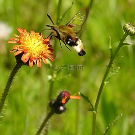 蜂鸟蛾,野生花卉,植物