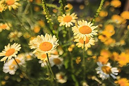 雛菊,開(kāi)花,花束