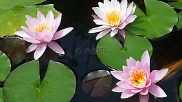 睡蓮,水生植物,德國(guó)植物園