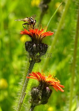 野生花卉,植物,草甸