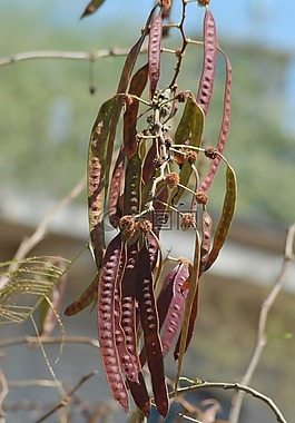 guajes,蔬菜,水果
