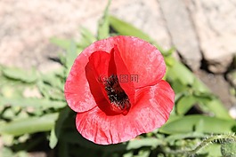 花卉,紅色花,性質