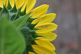 向日葵,開花,黃色