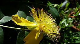 黃色花,怪異,德國(guó)植物園