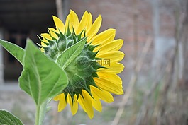 向日葵,開(kāi)花,黃色
