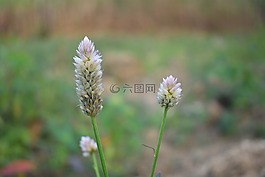 野花,花,草