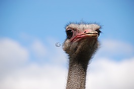 鳥,鴕鳥,頸部