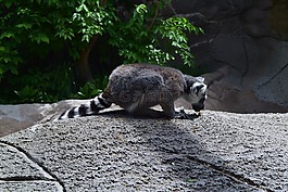 動(dòng)物,狐猴,野生