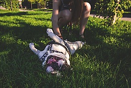 動物,可愛的,美麗