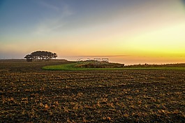 海,樹,海灘