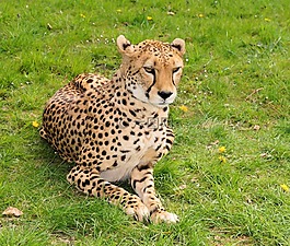 野猫,大型野生猫,猎豹
