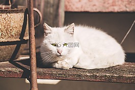 動物,可愛的,美麗