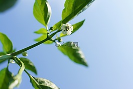 鮮花,辣椒,大自然